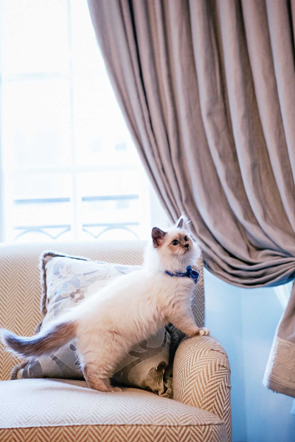 Le Bristol Paris: Socrate, permanent resident of the hotel