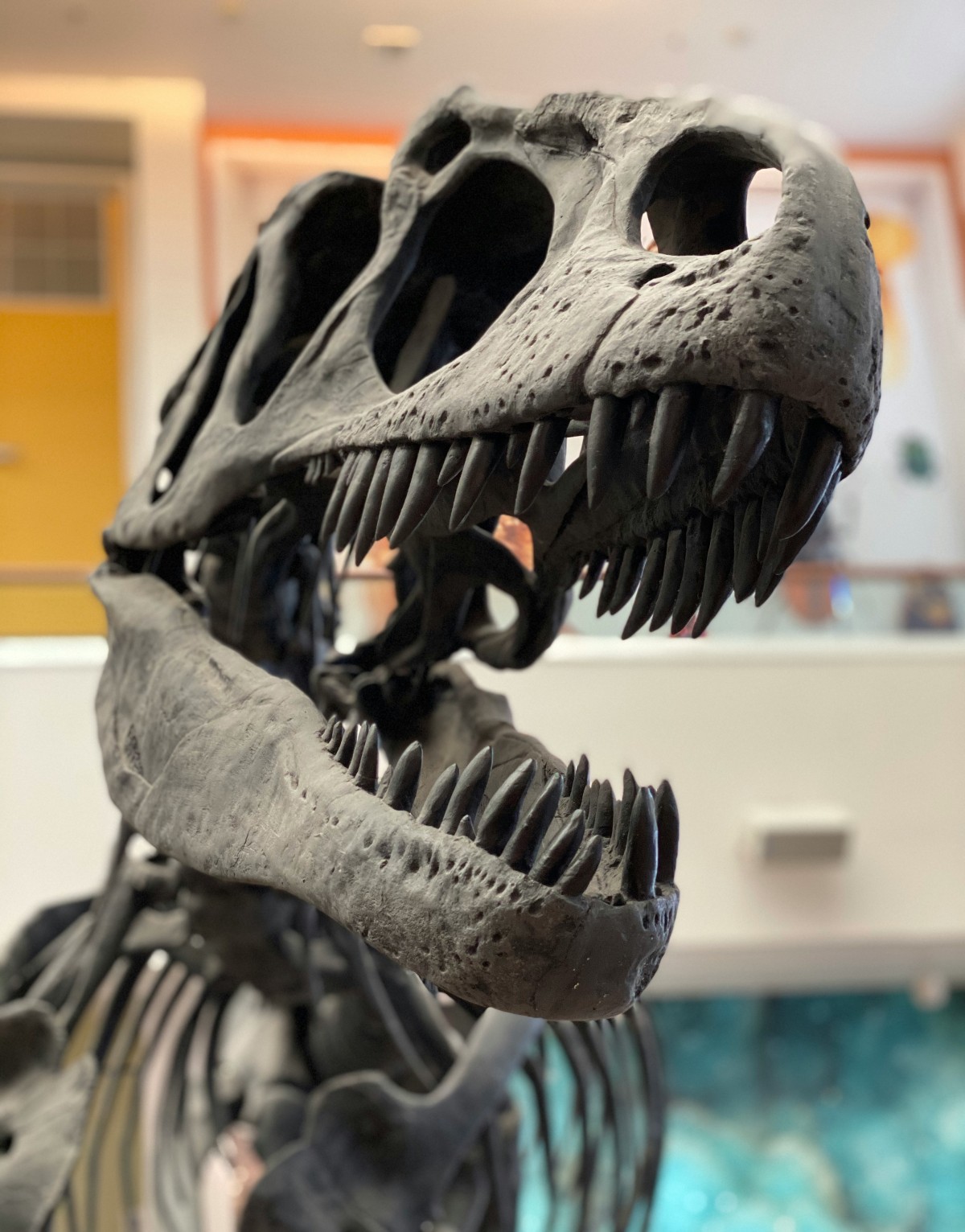 Dinosaur Skeleton 