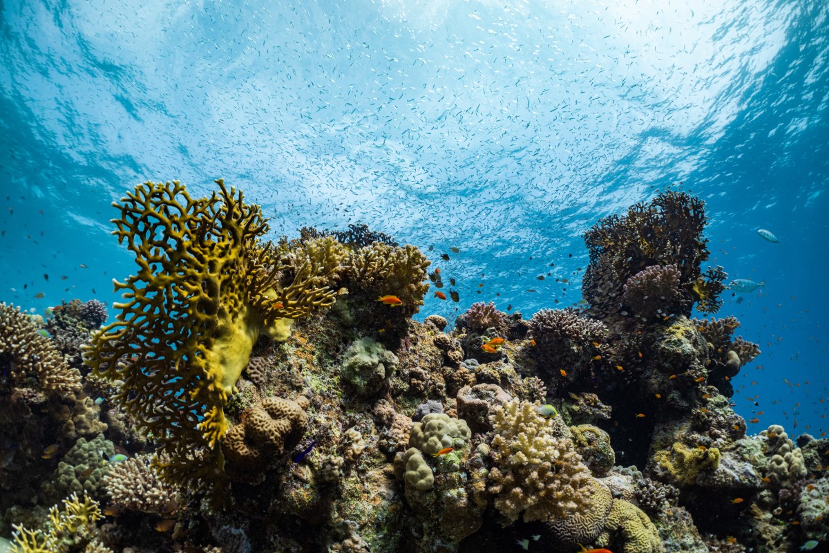 Umluj is a diver's dream destination. Courtesy of Saudi Tourism Authority