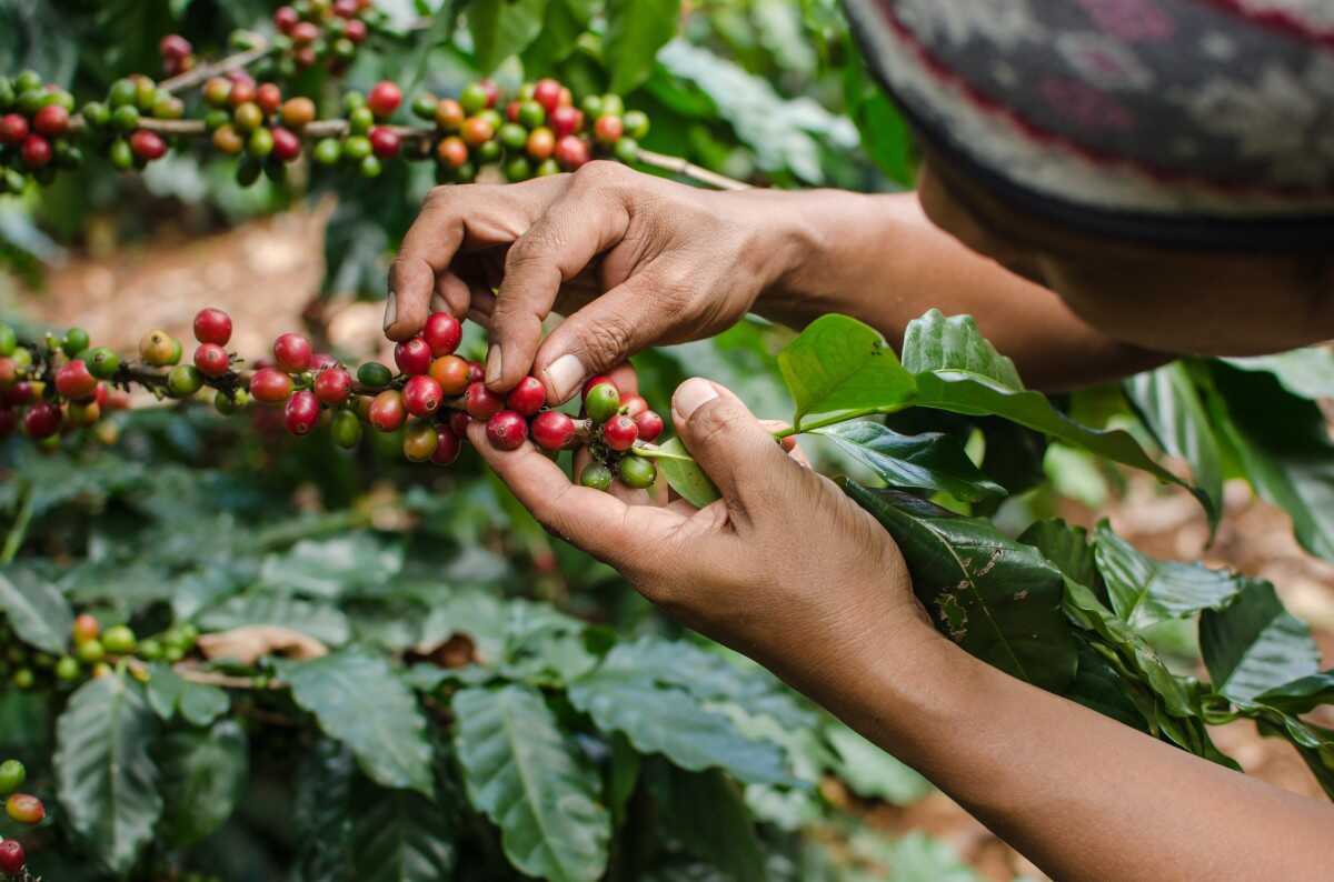 Learn how to choose the perfect kind of coffee for your taste