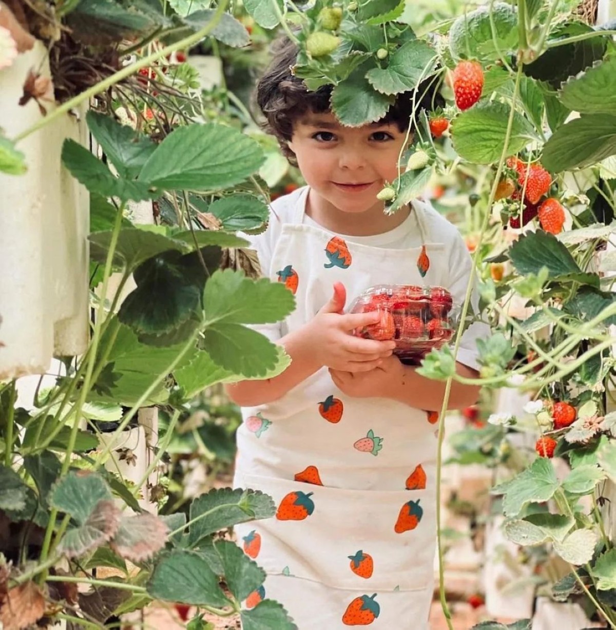 Pick strawberries in the sunshine and end the day with a picnic