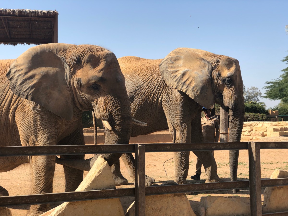 Kids will love seeing the elephants up close at Riyadh Zoo