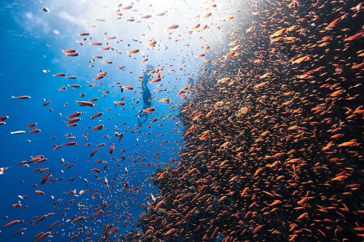 The beautiful dive sites in Umluj may ruin you for anywhere else on earth 