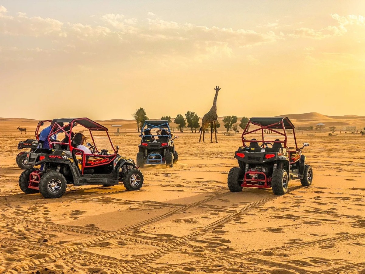 Book a safari in Nofa Wildlife Park and see the natural world from your dune buggy 