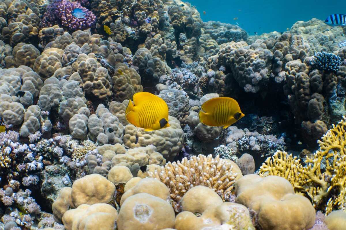Discover an underwater world of colour in the waters of the Red Sea