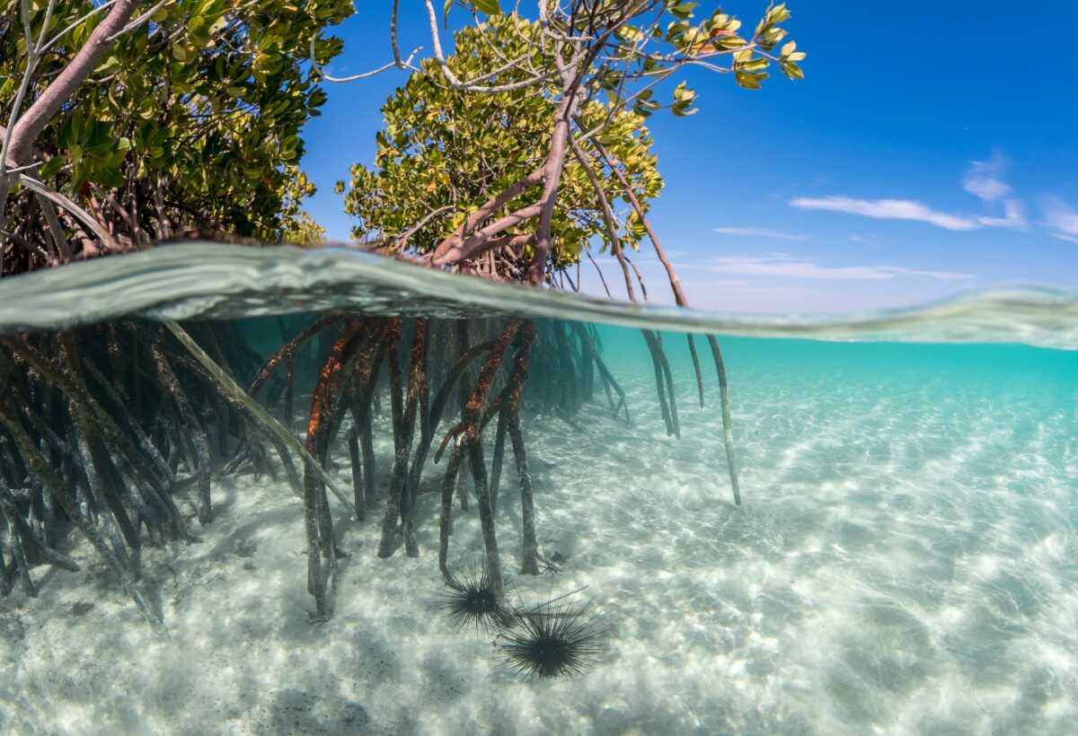 Visibility is excellent off the Red Sea Coast