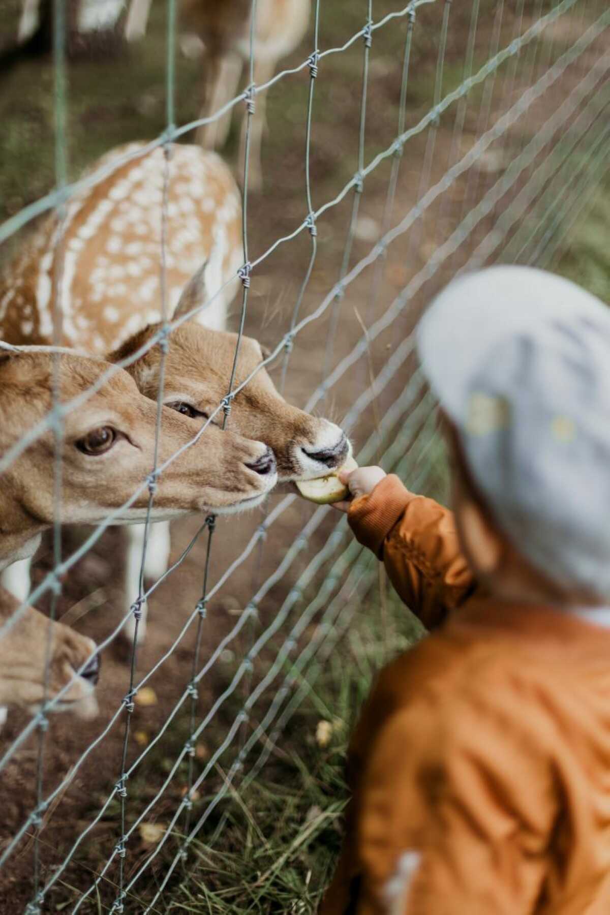 Riyadh Zoo