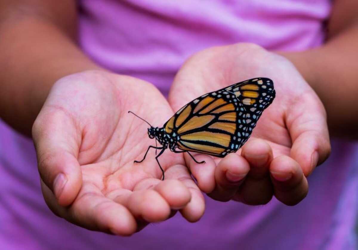 Riyadh Season Butterfly House at Wonder Garden