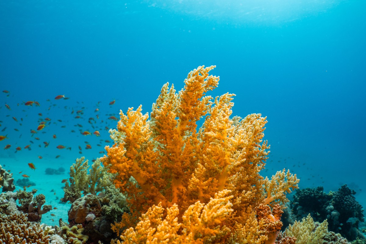 Snorkel and swim in the clear blue waters around Bayada Island