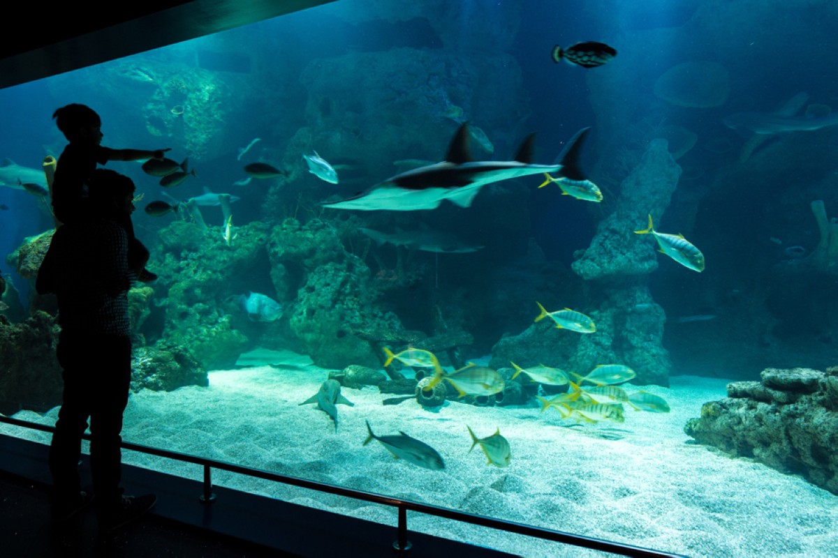 Little ones will love the sea life at Fakieh Aquarium