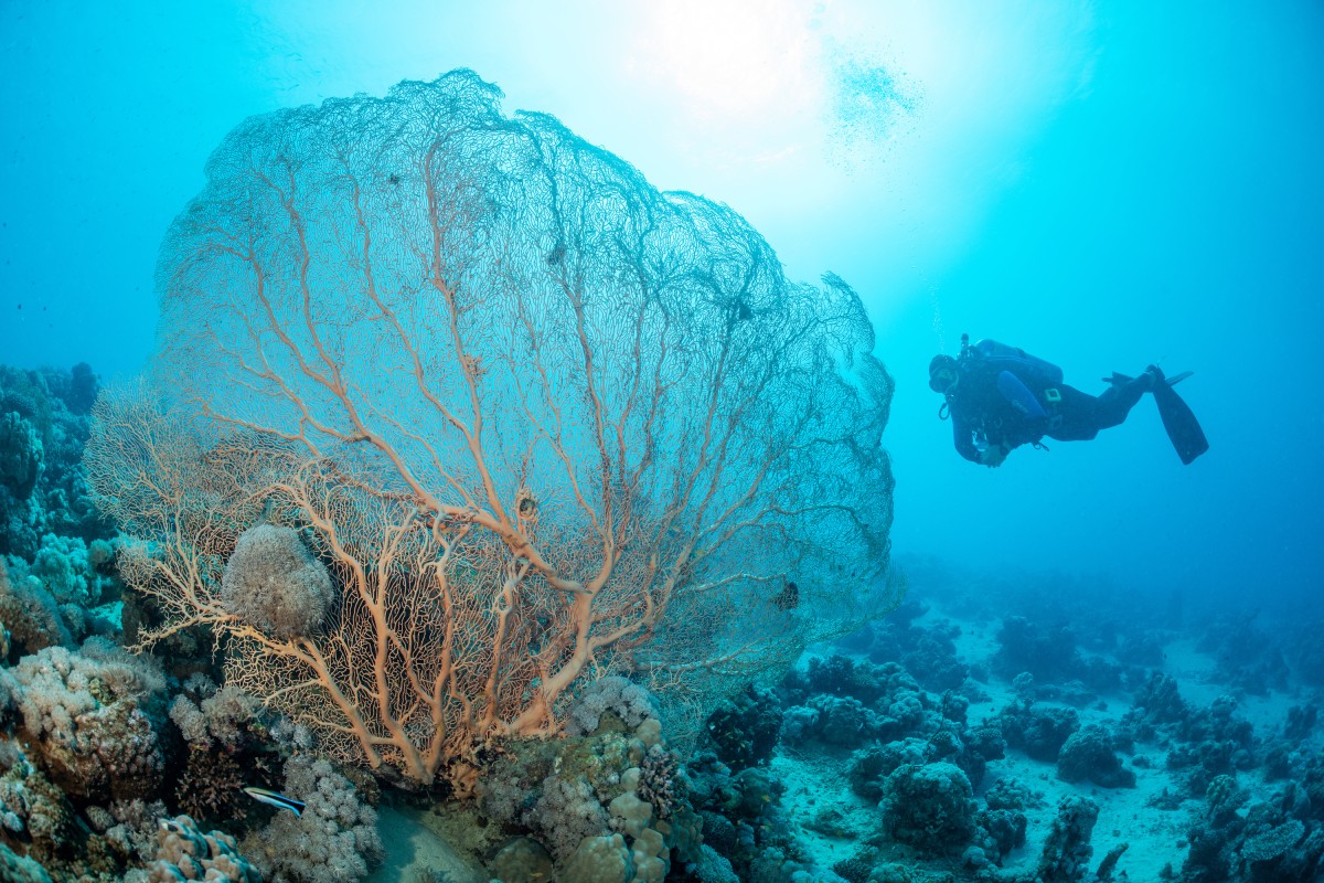 Dive into the world beneath the waves near Jeddah