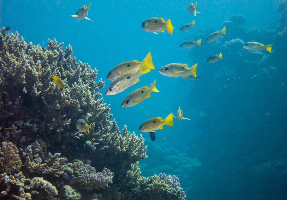 The Red Sea has incredible diving and snorkelling sites