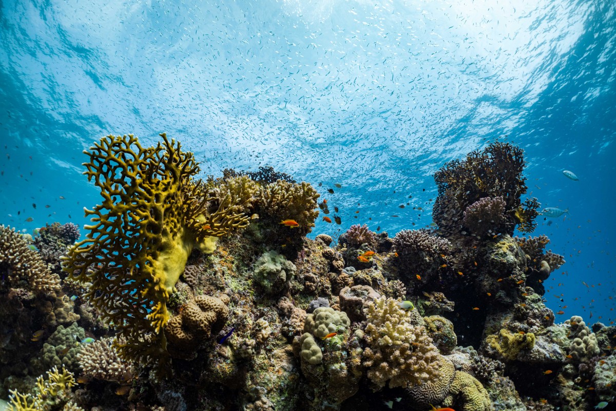 Swim amid the reefs at Bayada Island 