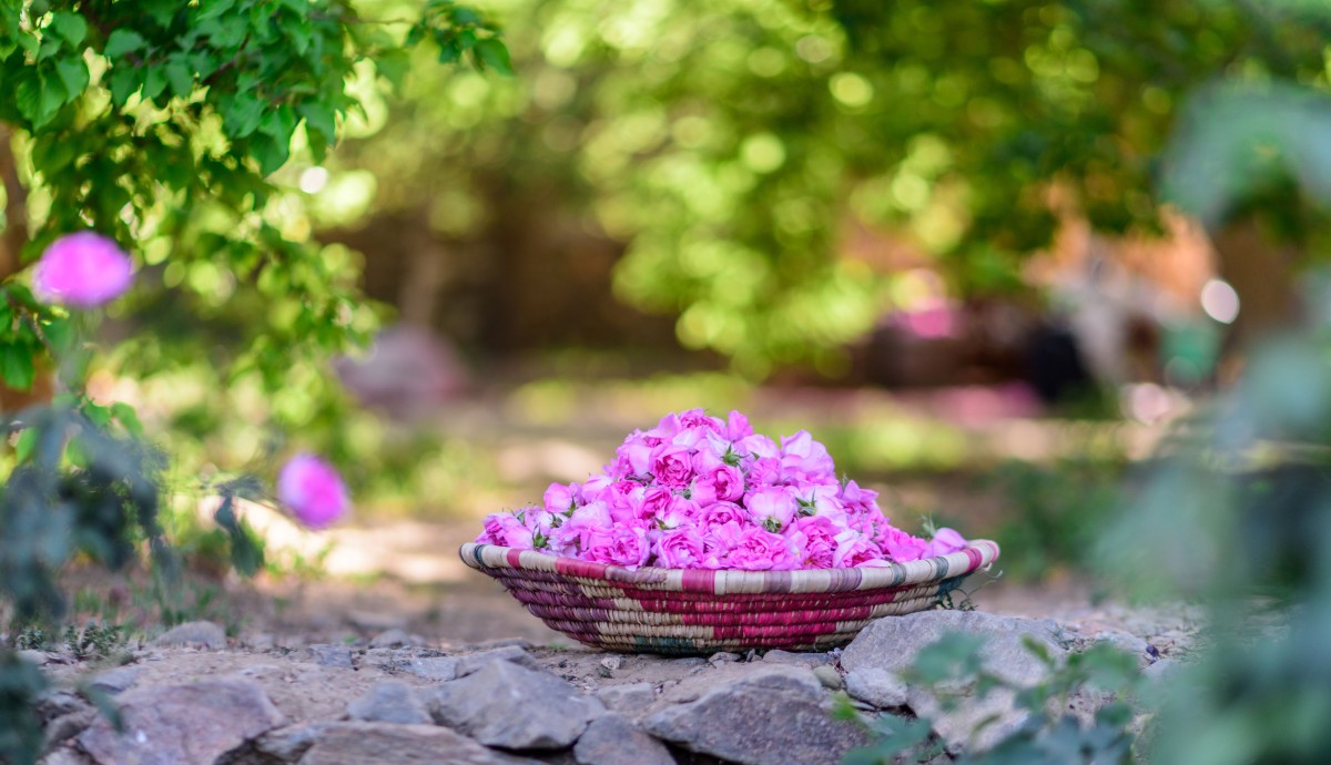Header Taif Roses Taif Roses Cultural Importance Recognised by UNESCO | LIST