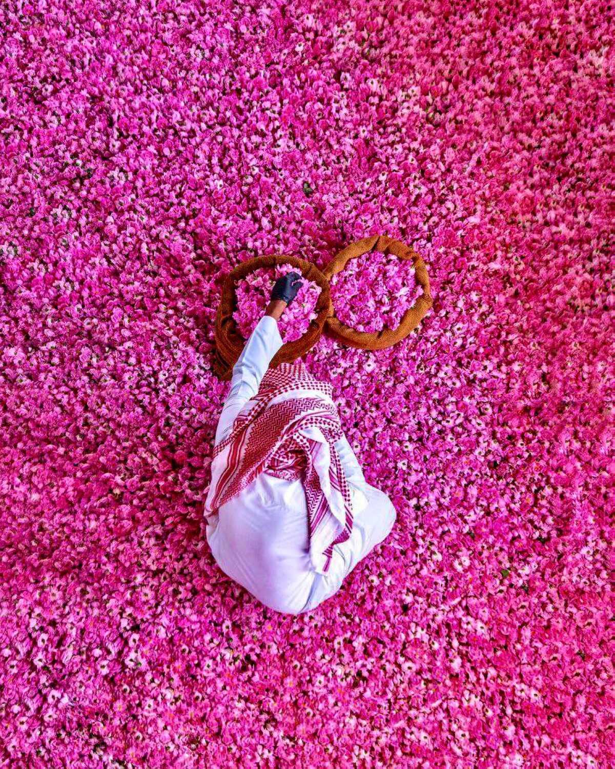 Taif Rose Festival 2024