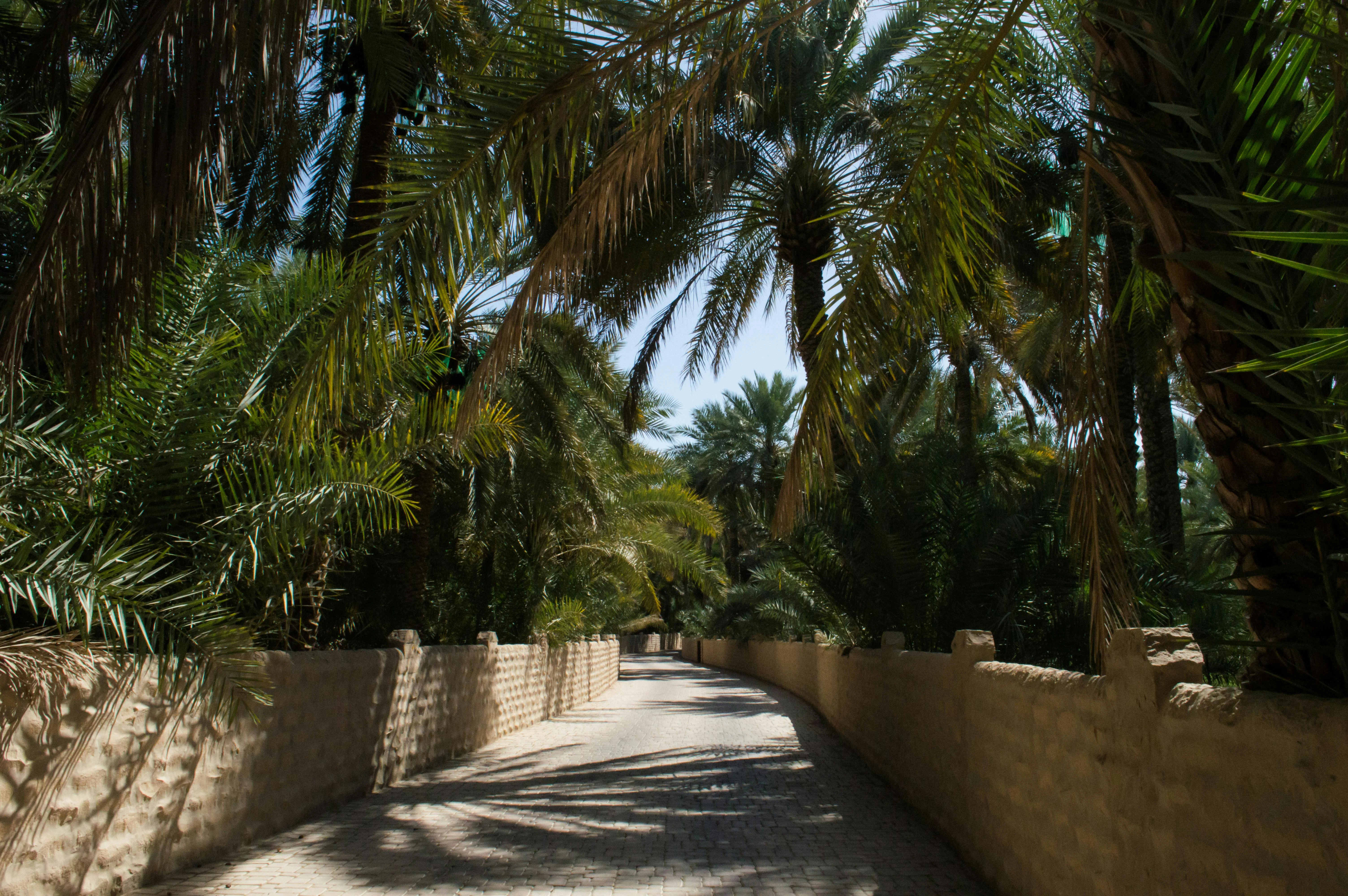 Al Ain Oasis. Gabriele Niek/Pexels
