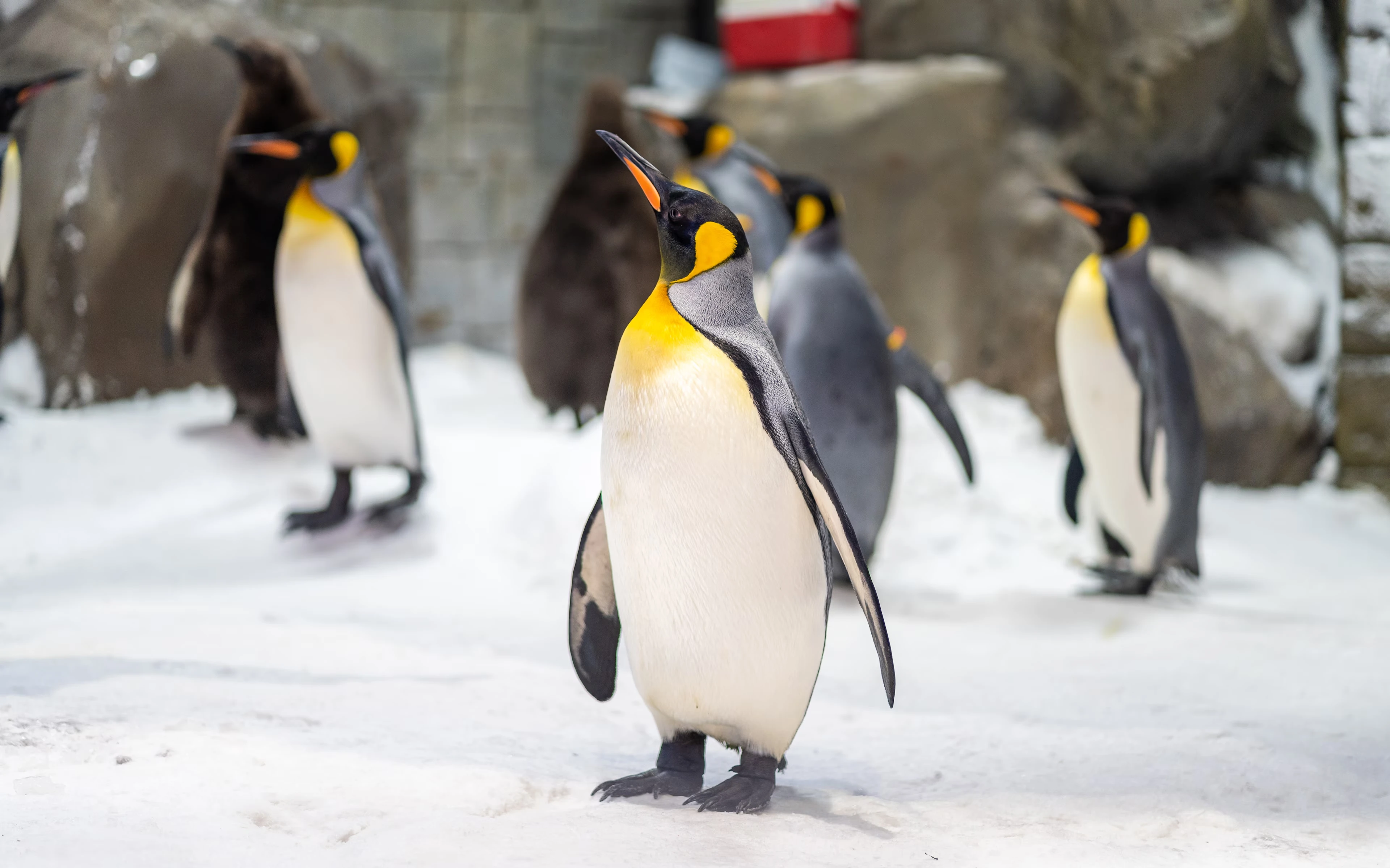 Penguins in their enclosure at Ski Dubai