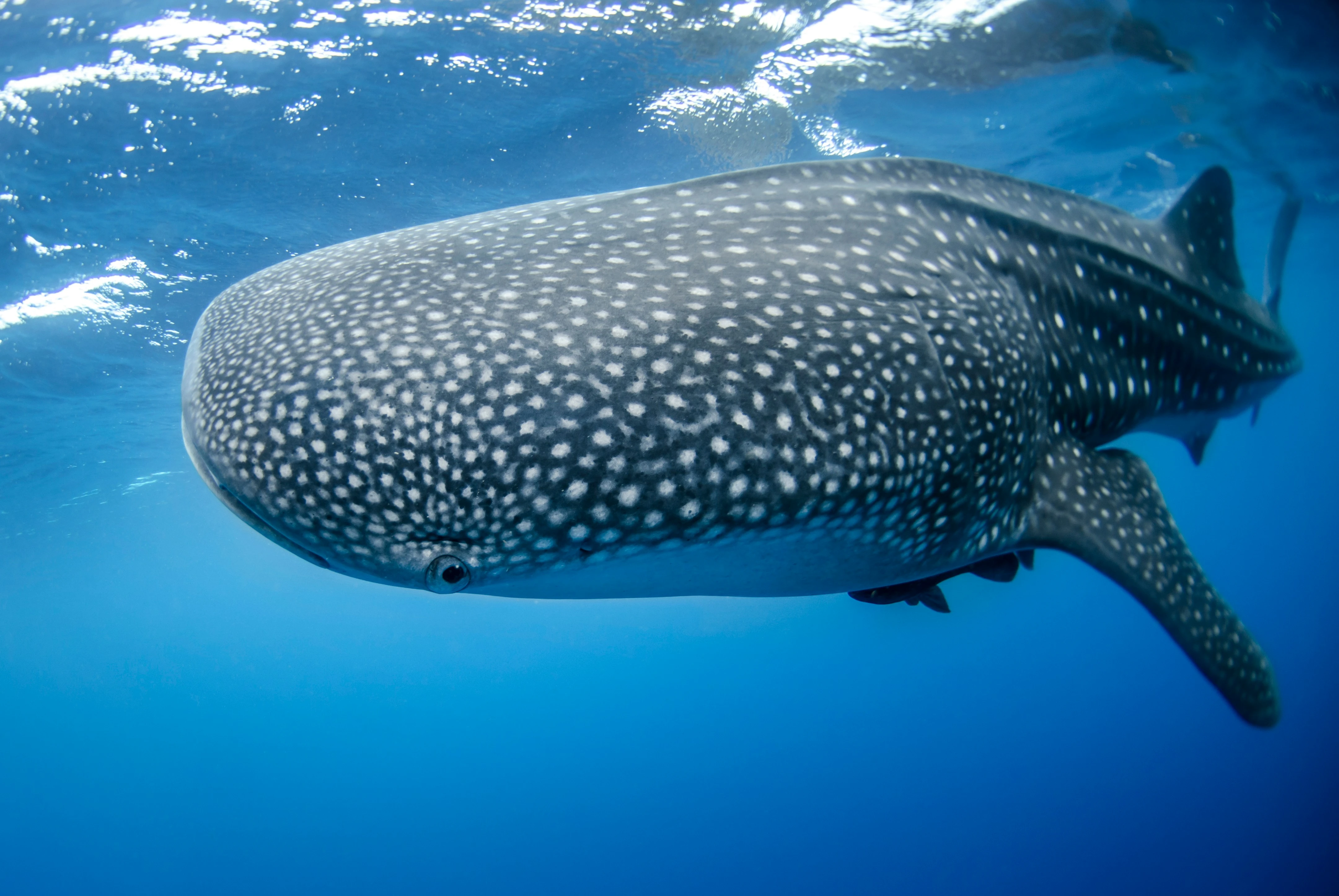 Say hi to the friendly whale sharks on a diving excursion