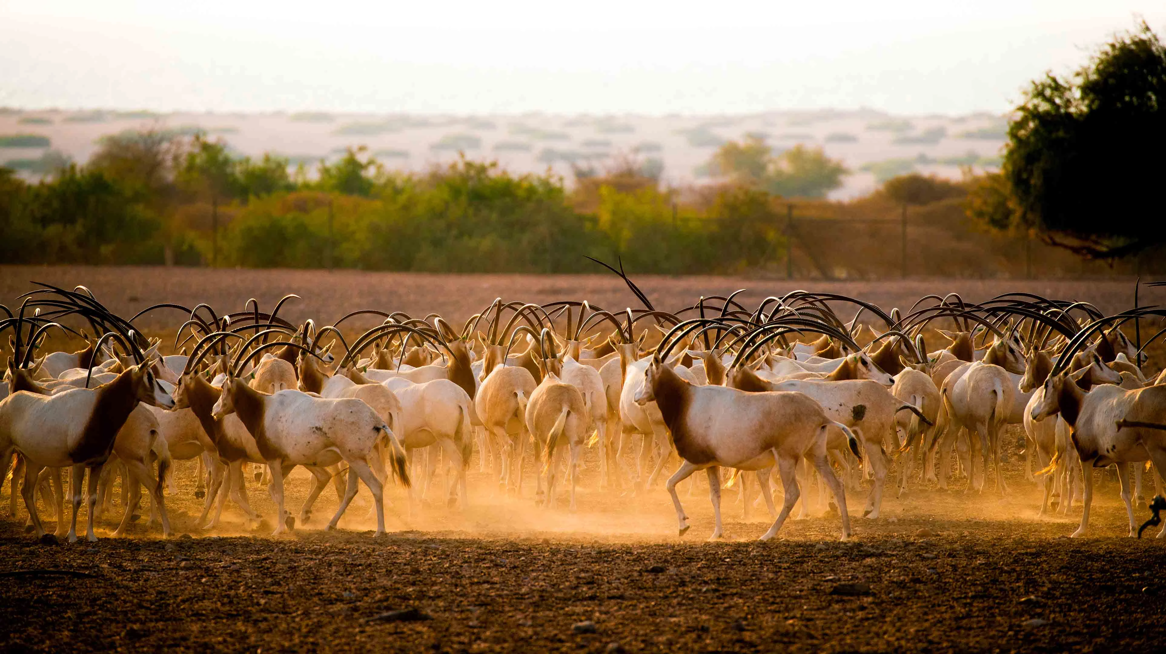 Sir Bani Yas Island 