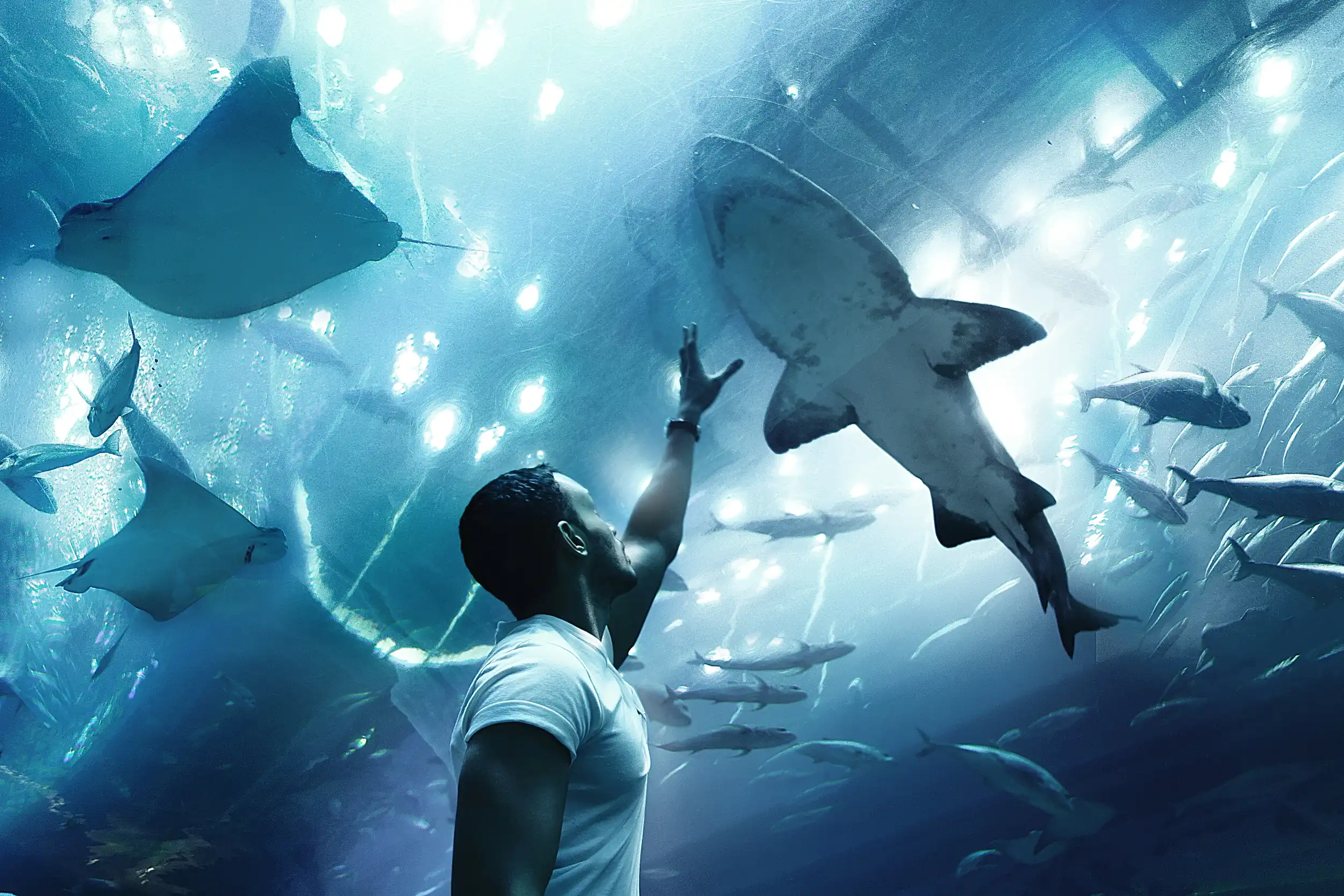 Dubai Aquarium. Unsplash