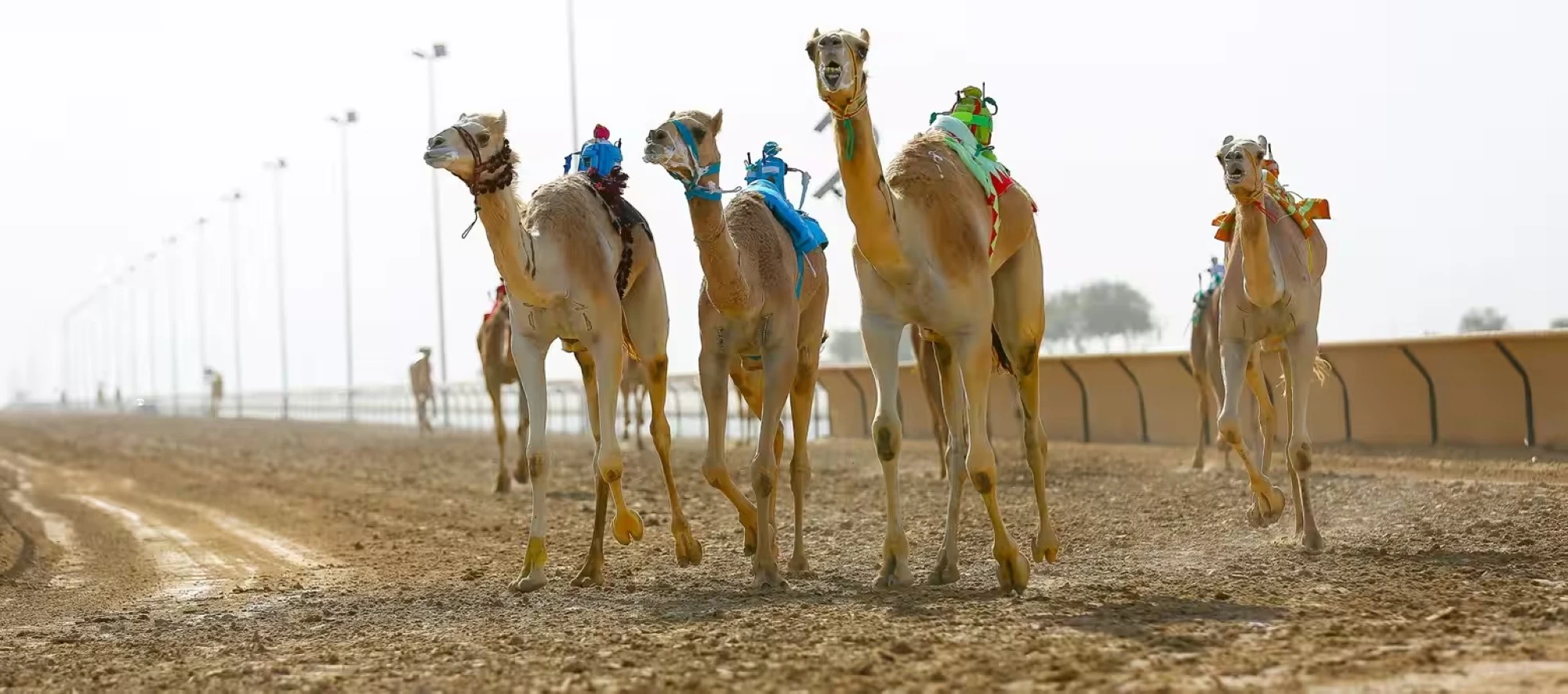Dubai camel race track. 