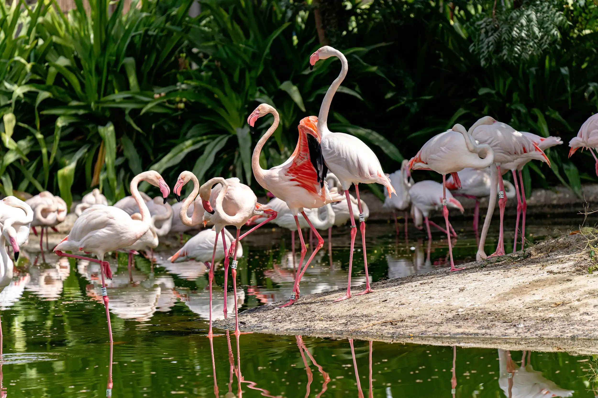 Flamingoes in Dubai. Pexels
