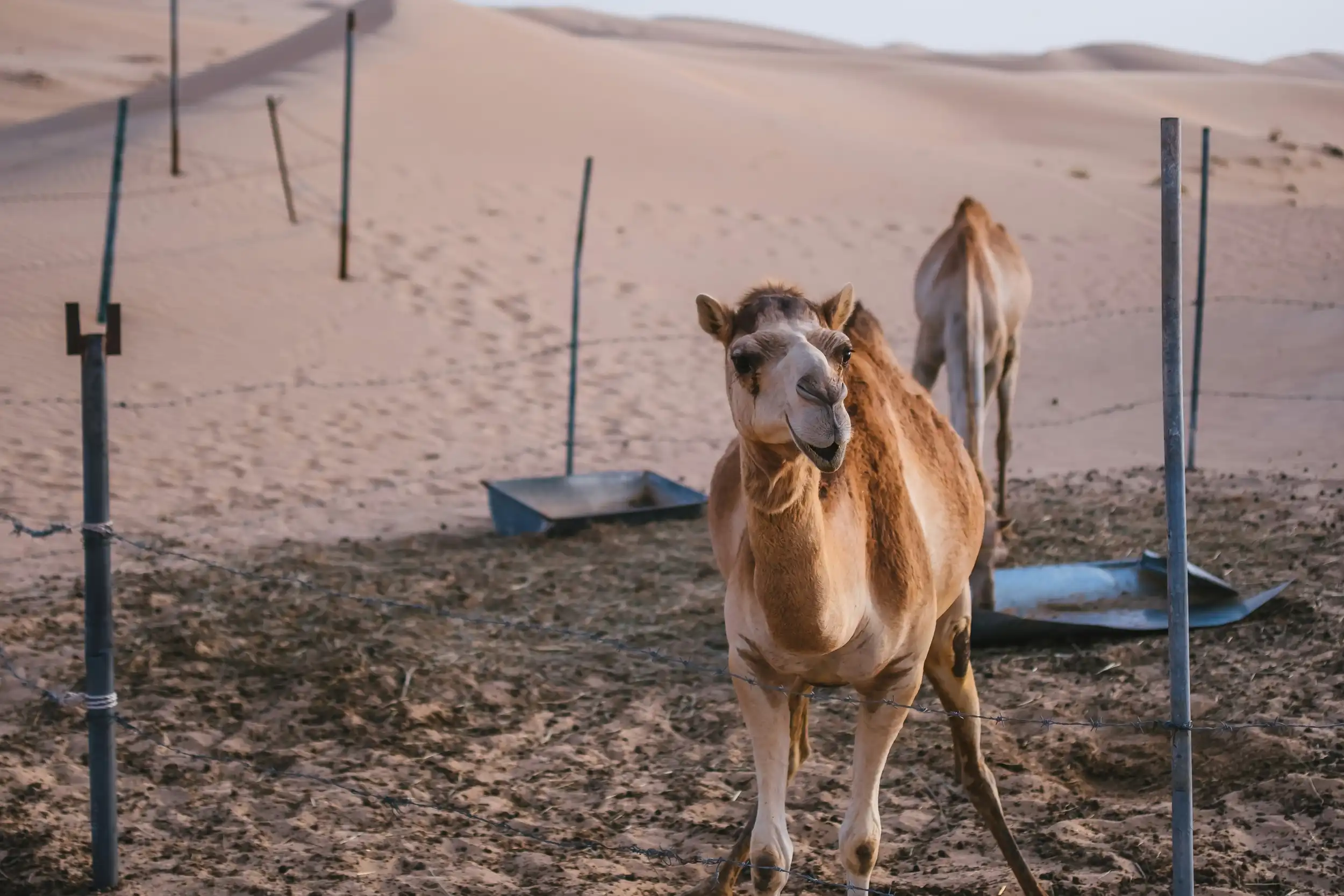 Al Wathba Wetland Reserve. Unsplash