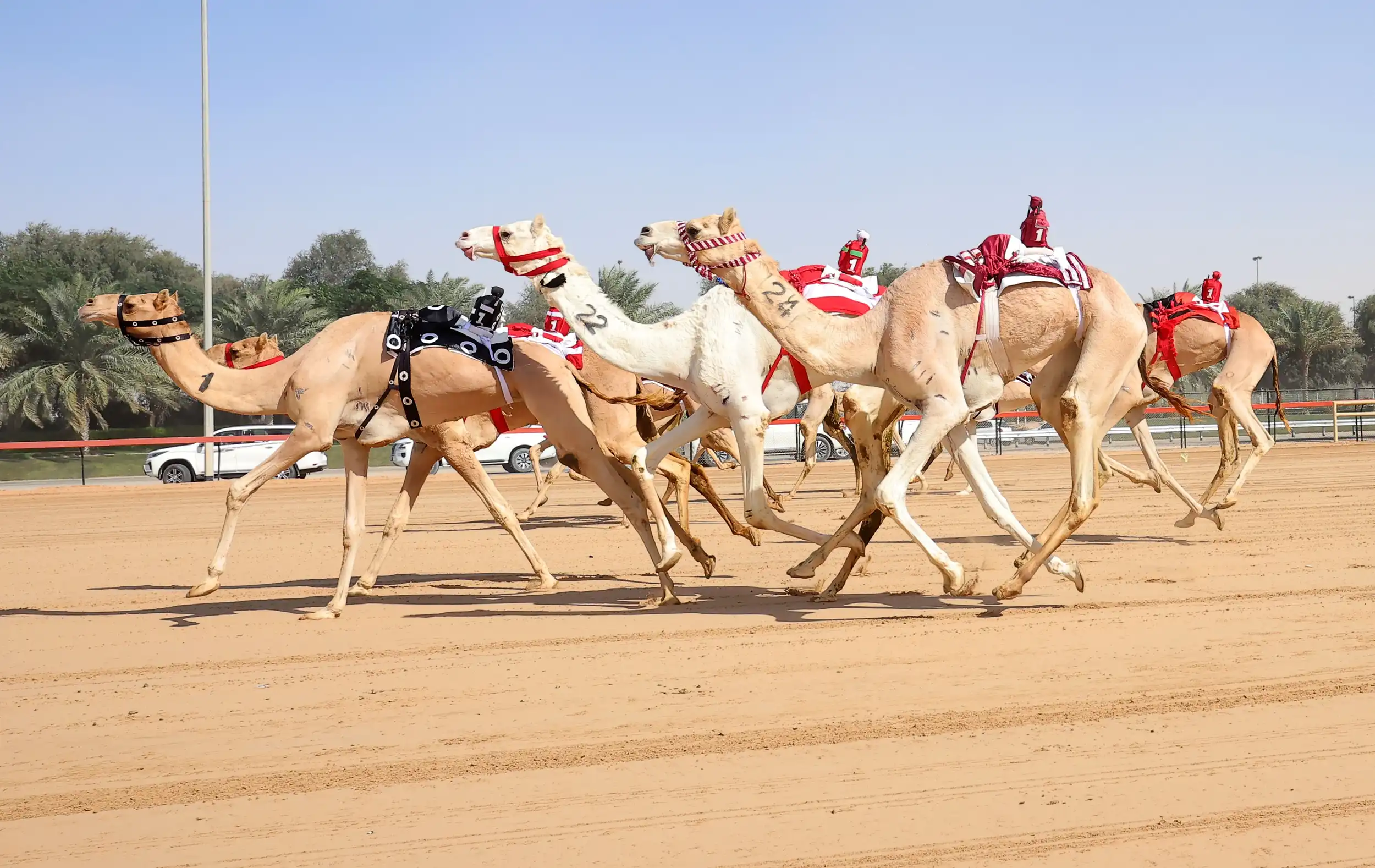 Camel race at Marmoom Track