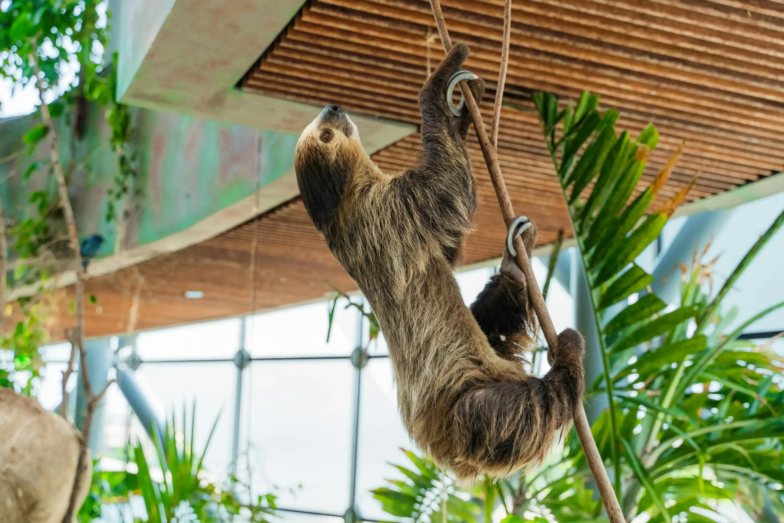 A sloth at The Green Planet. Pexels