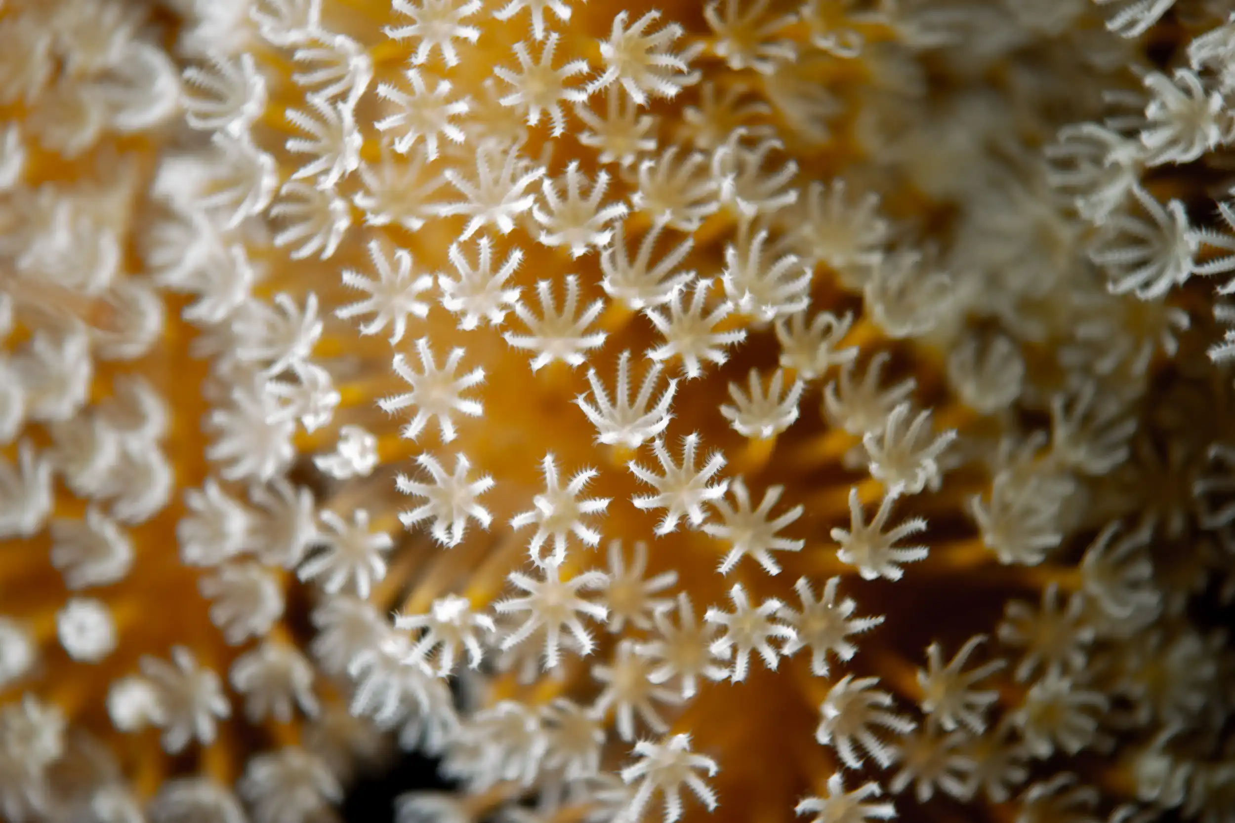 Red Sea Soft coral magnified during a night dive