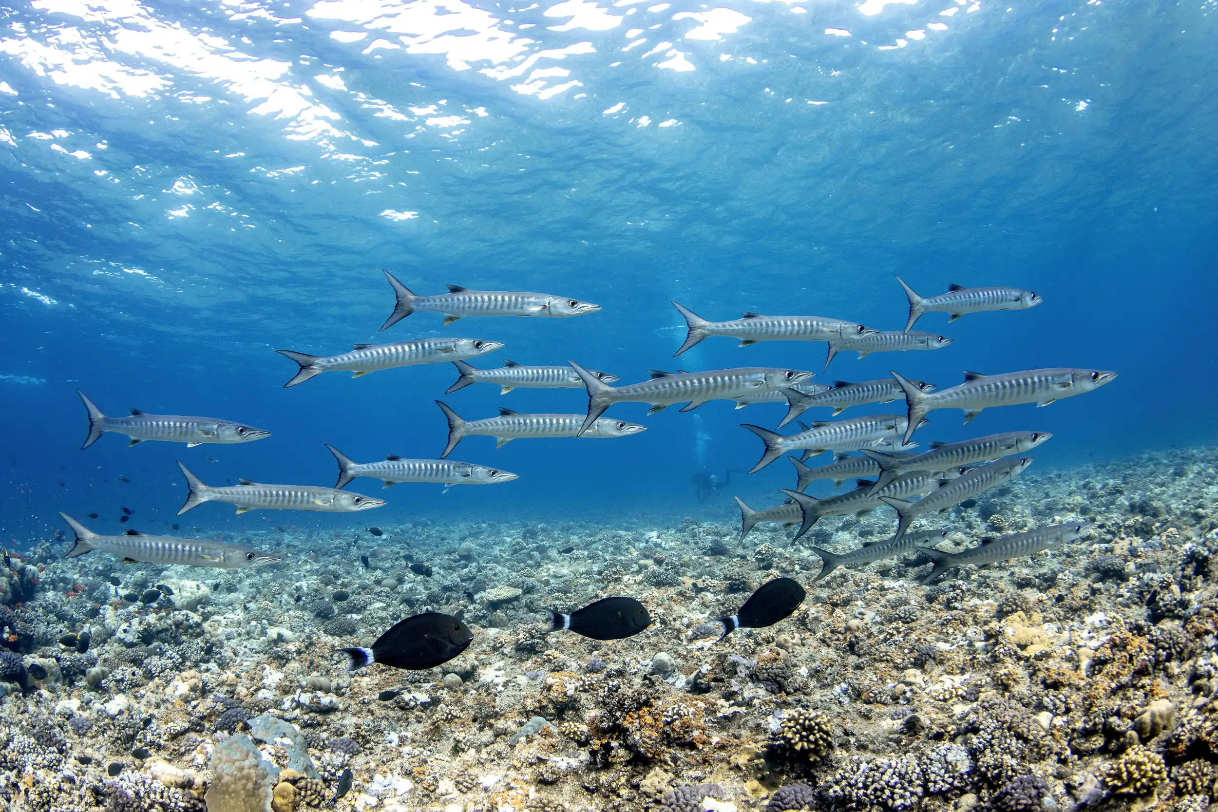 A shoal of barracuda