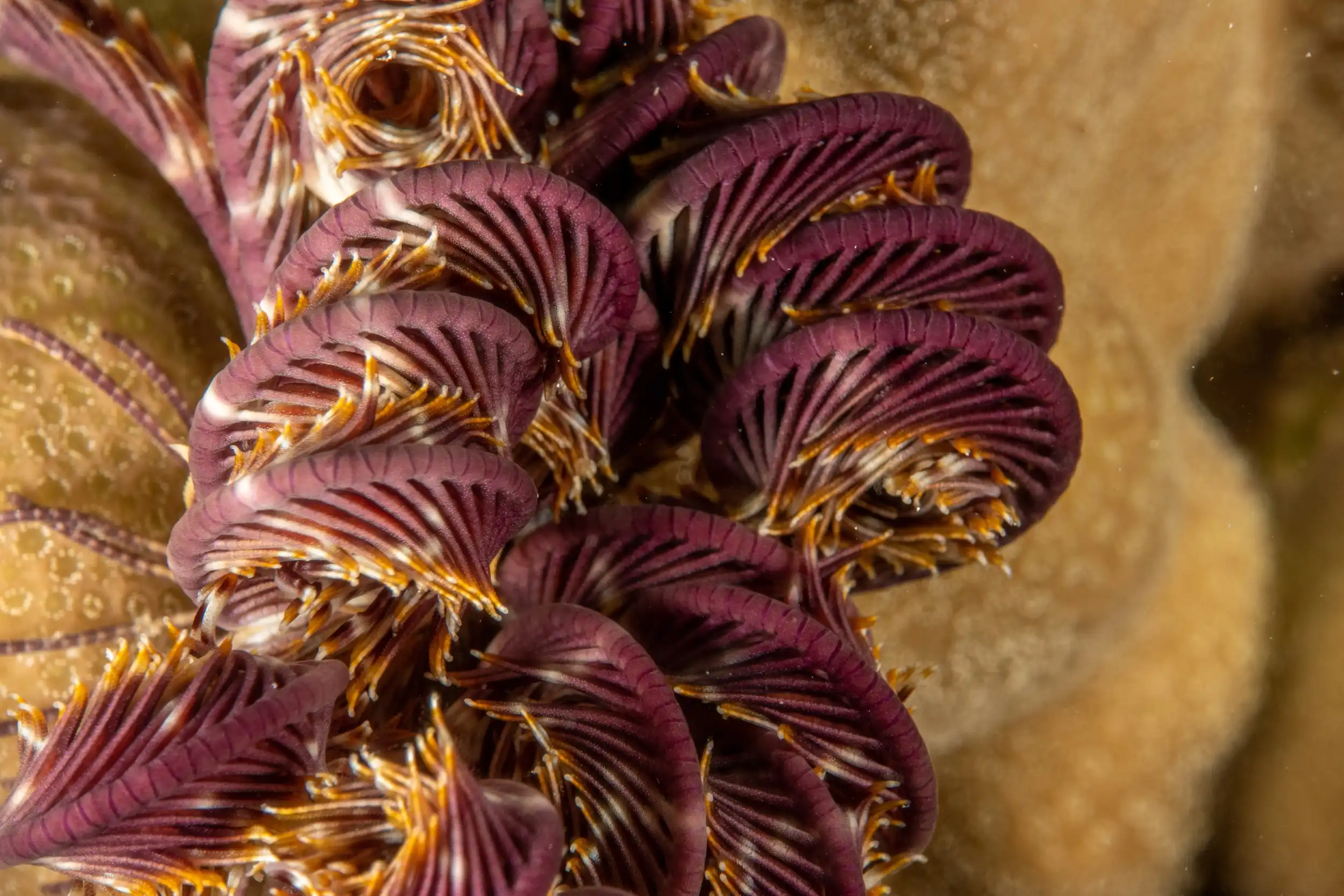 The beautiful Red Sea Soft coral magnified during a night dive