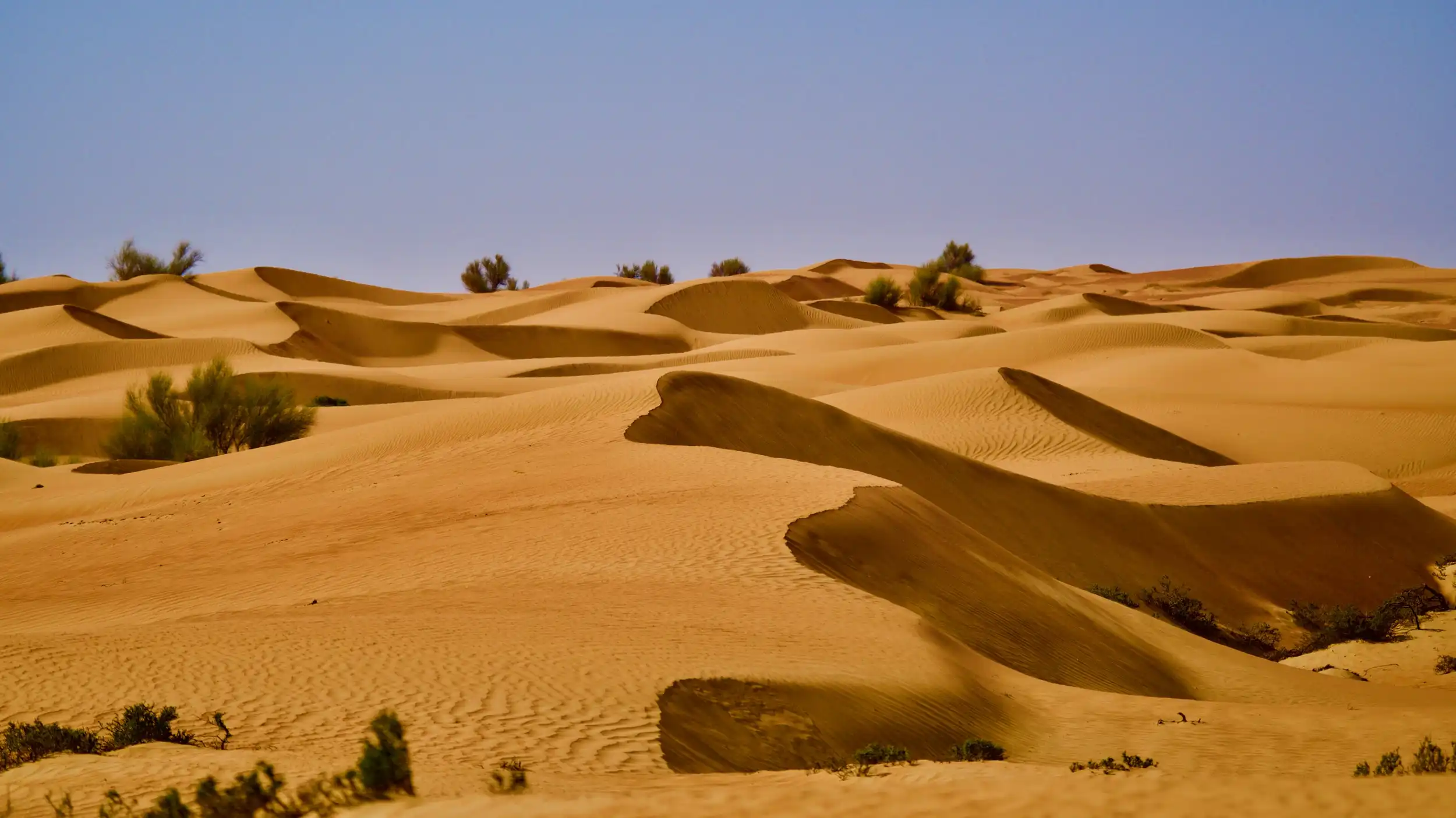 Go on a desert tour. Unsplash