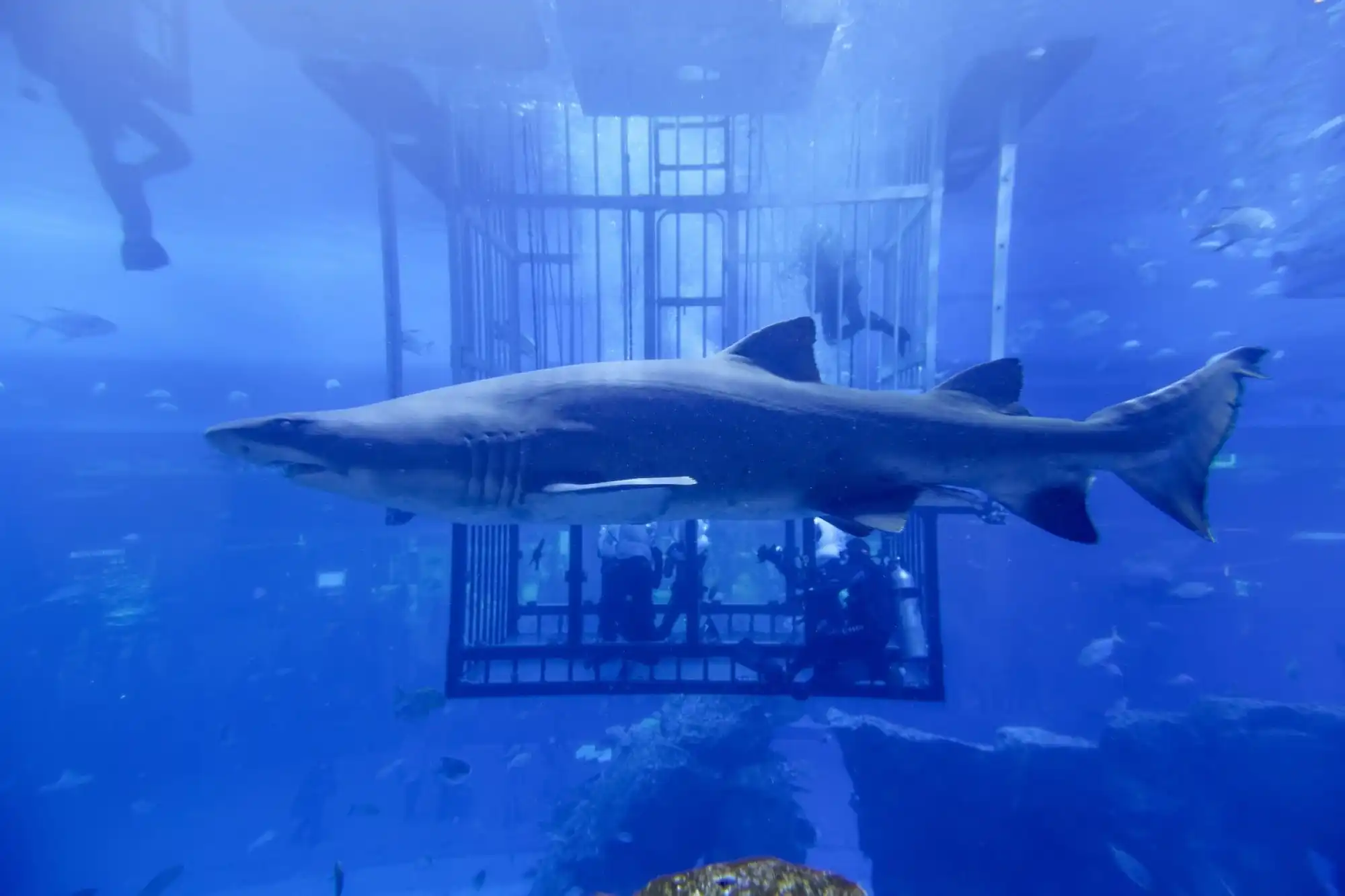 Shark dives at Dubai Aquarium
