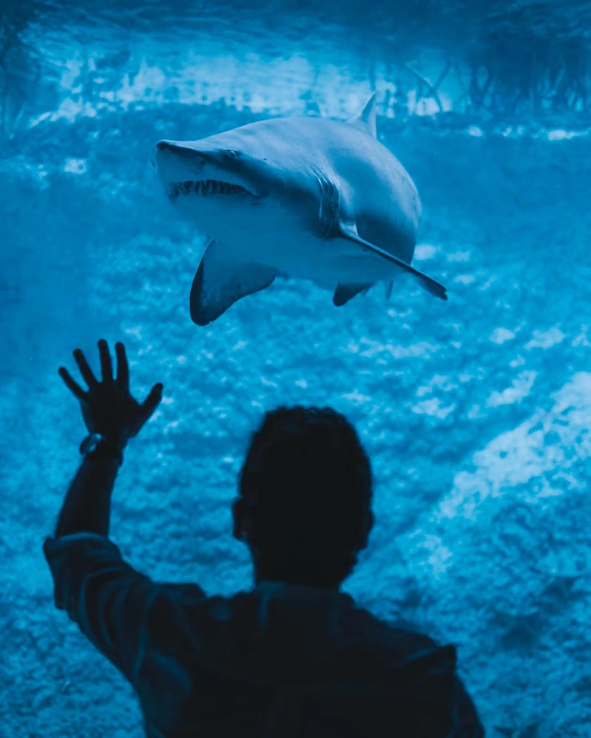 The National Aquarium in Abu Dhabi