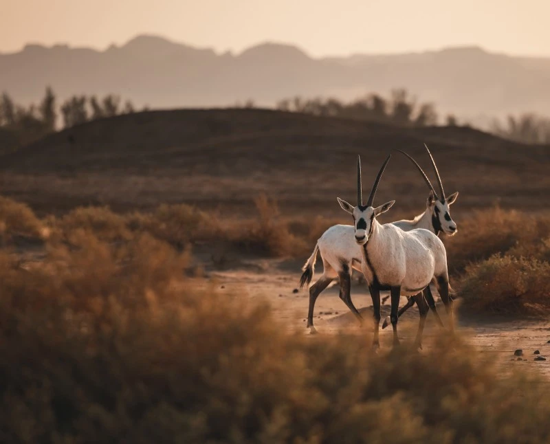 Arabian oryx.