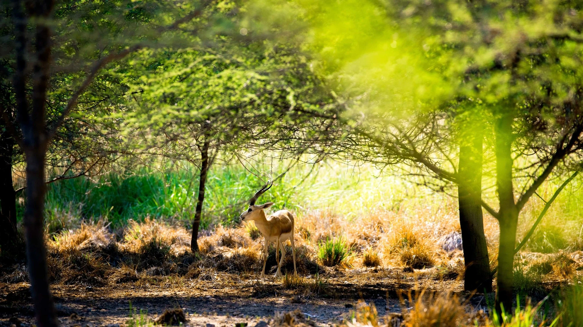 Sir Bani Yas Island