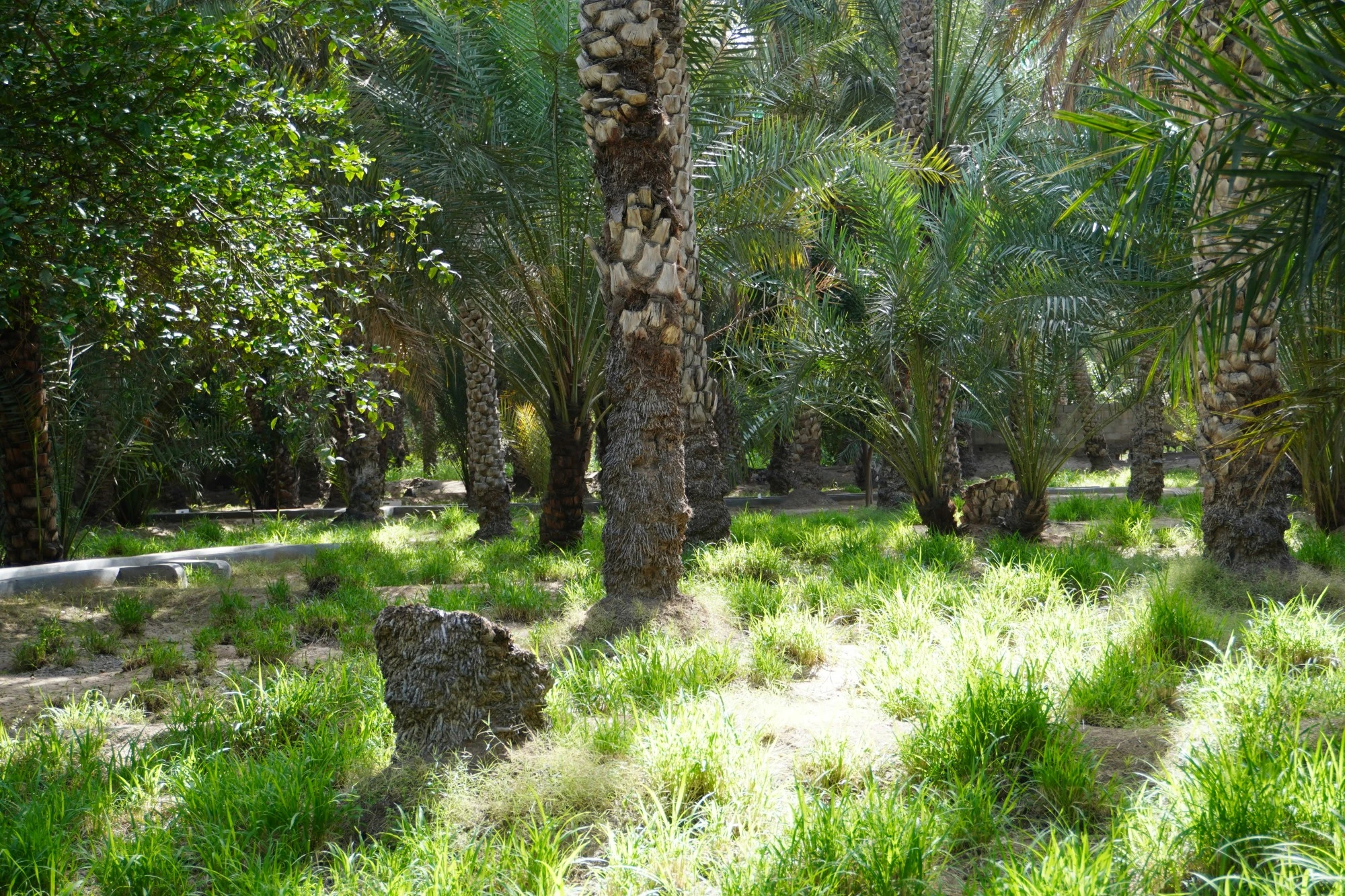 Al Ain Oasis. Unsplash