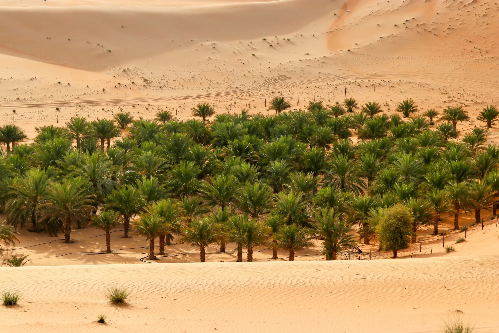 Liwa Oasis. Unsplash