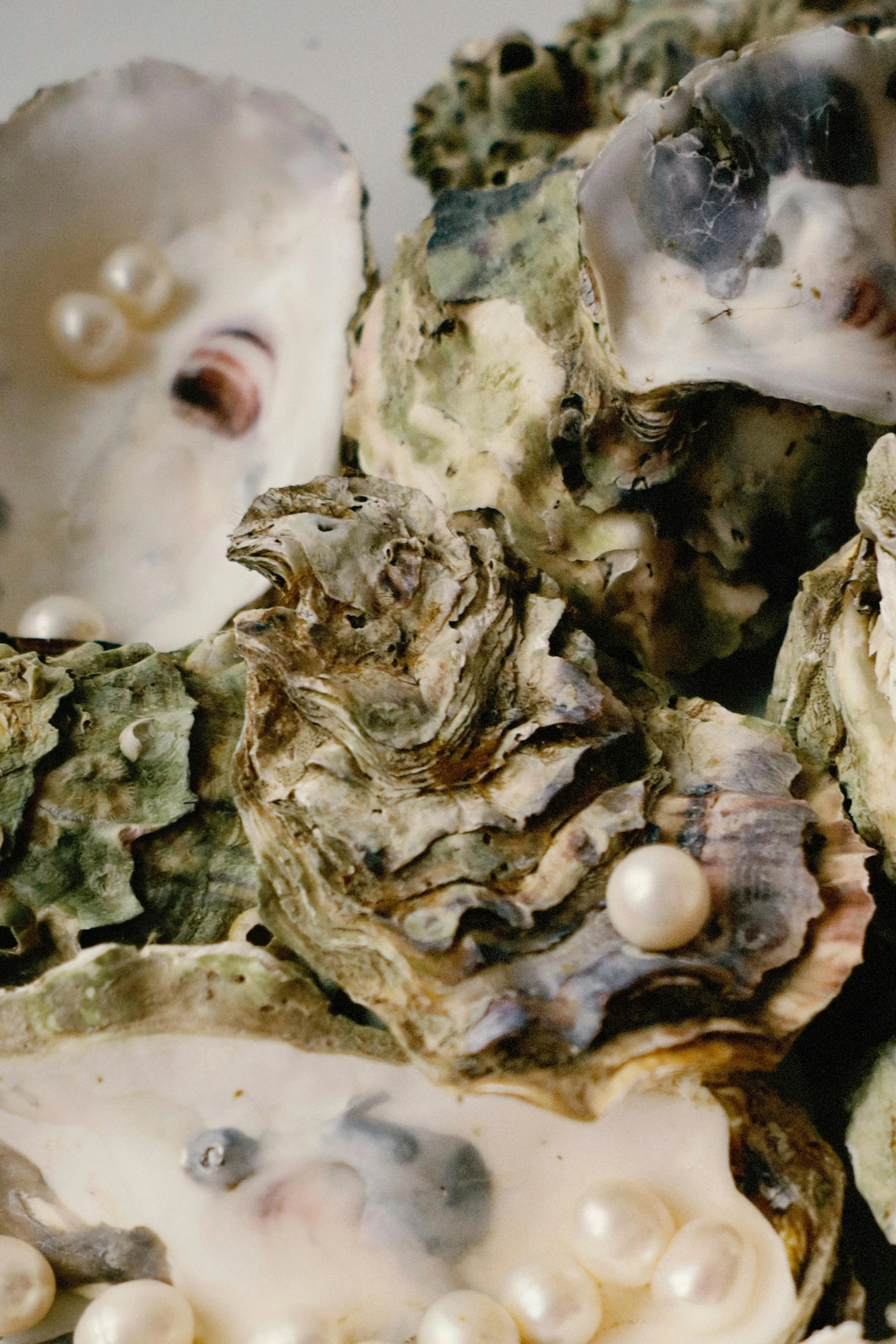 Oysters with pearls. Pexels