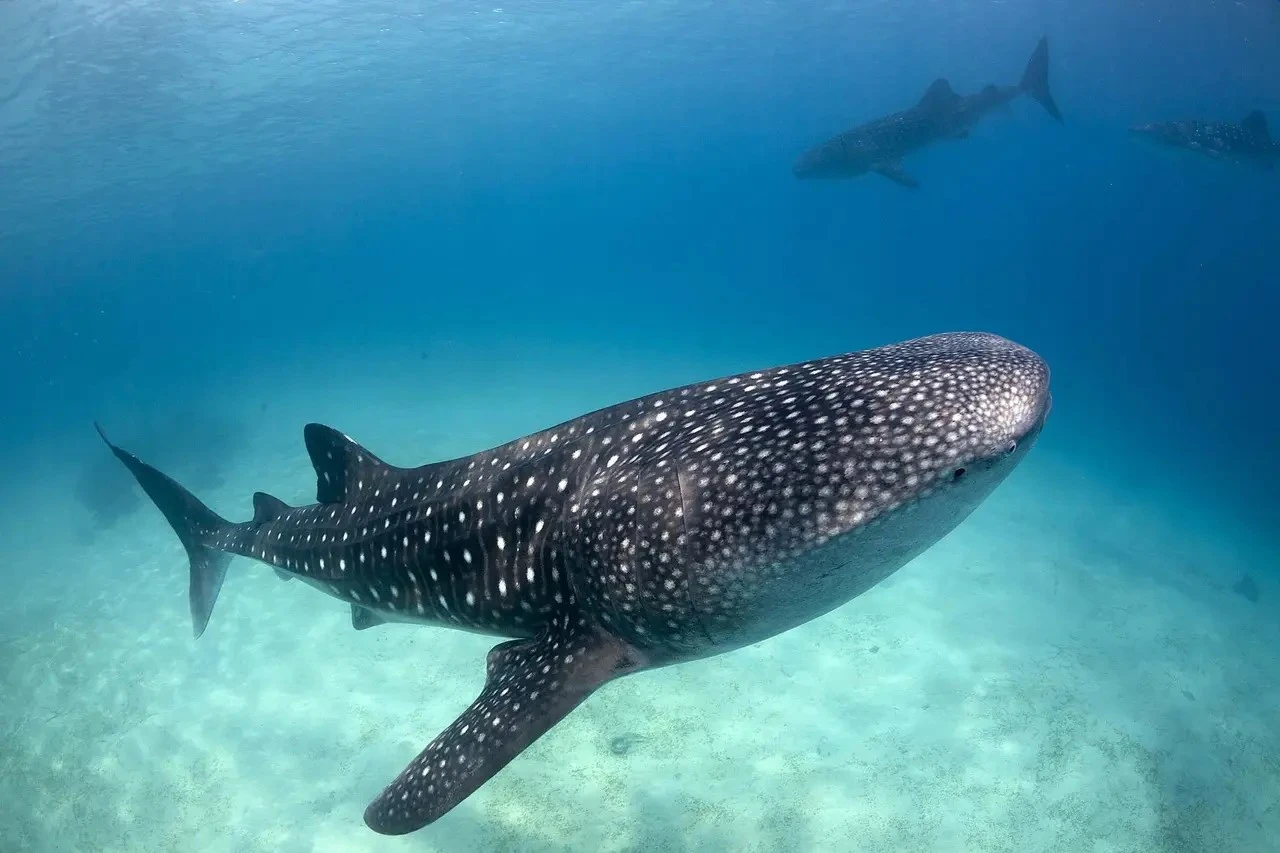 Whale sharks off the coast of Qatar
