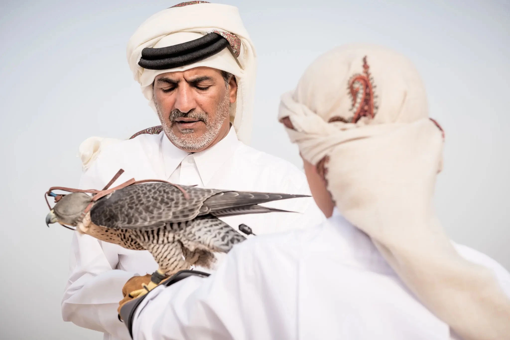 Falcon souq