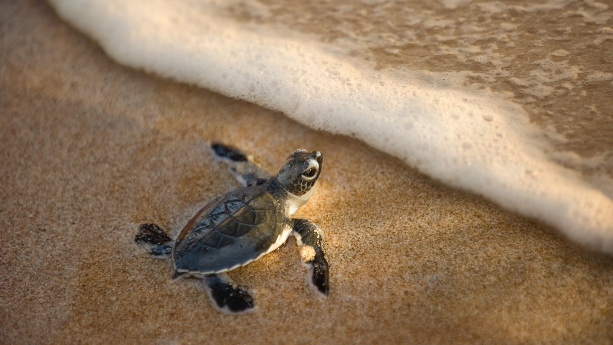 Fuwairit Beach Turtle Reserve 