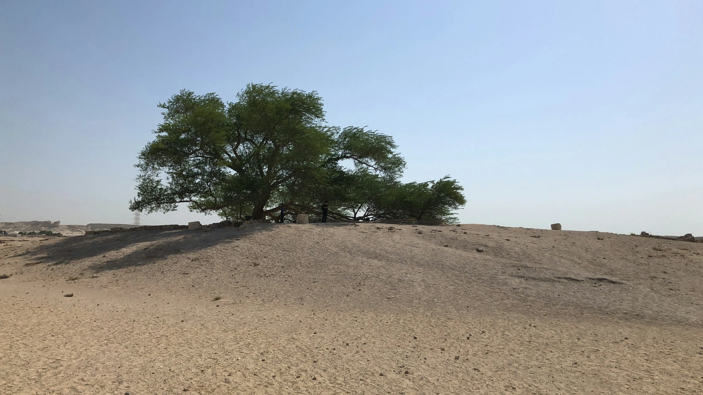 The Tree of Life, Bahrain. Unsplash