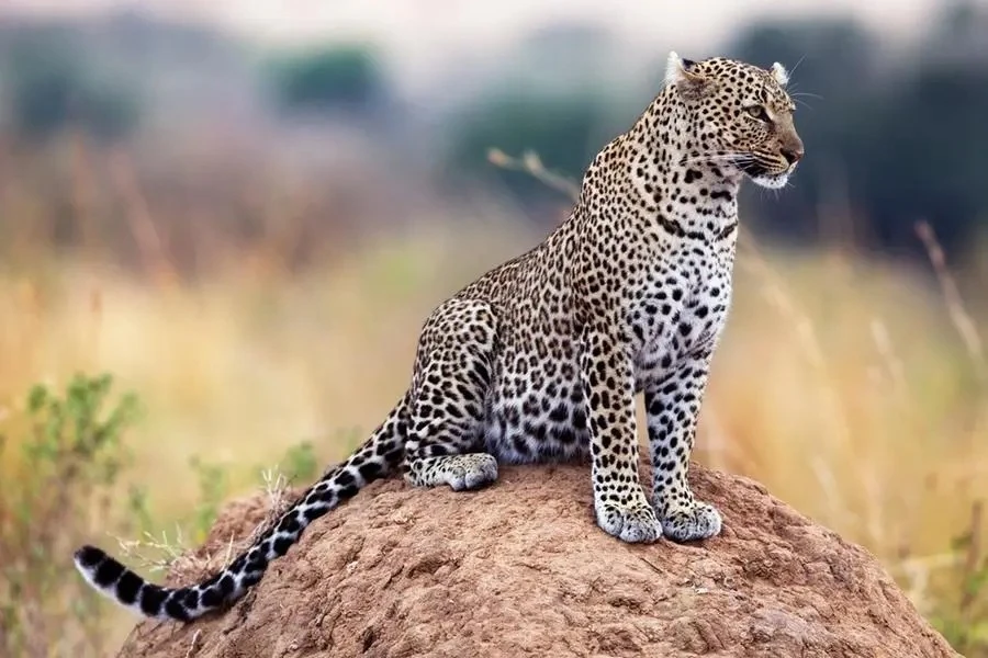 Arabian Leopard