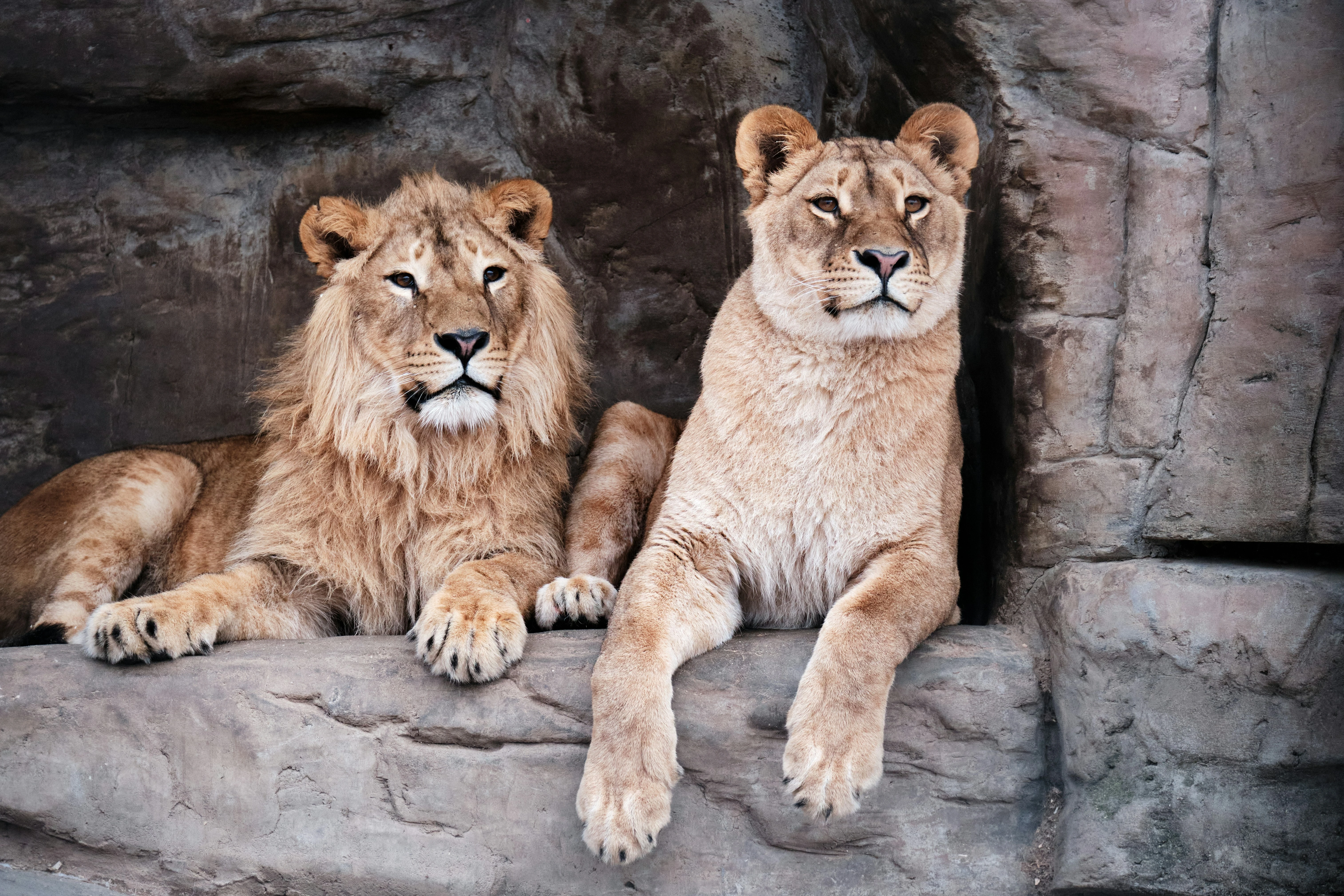 Lions at Riyadh Zoo
