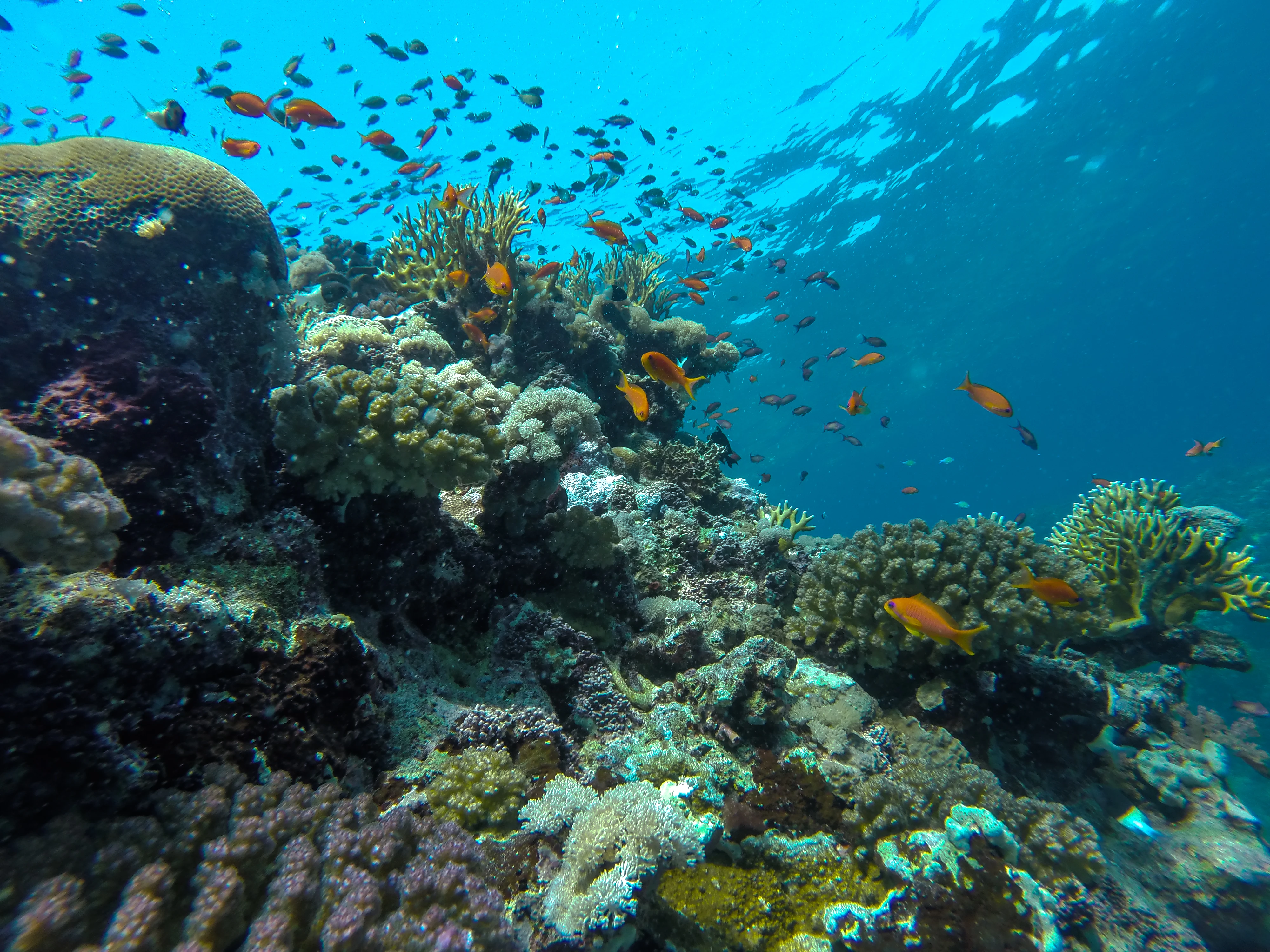 Coral reef at the Farasan Islands. Getty Images