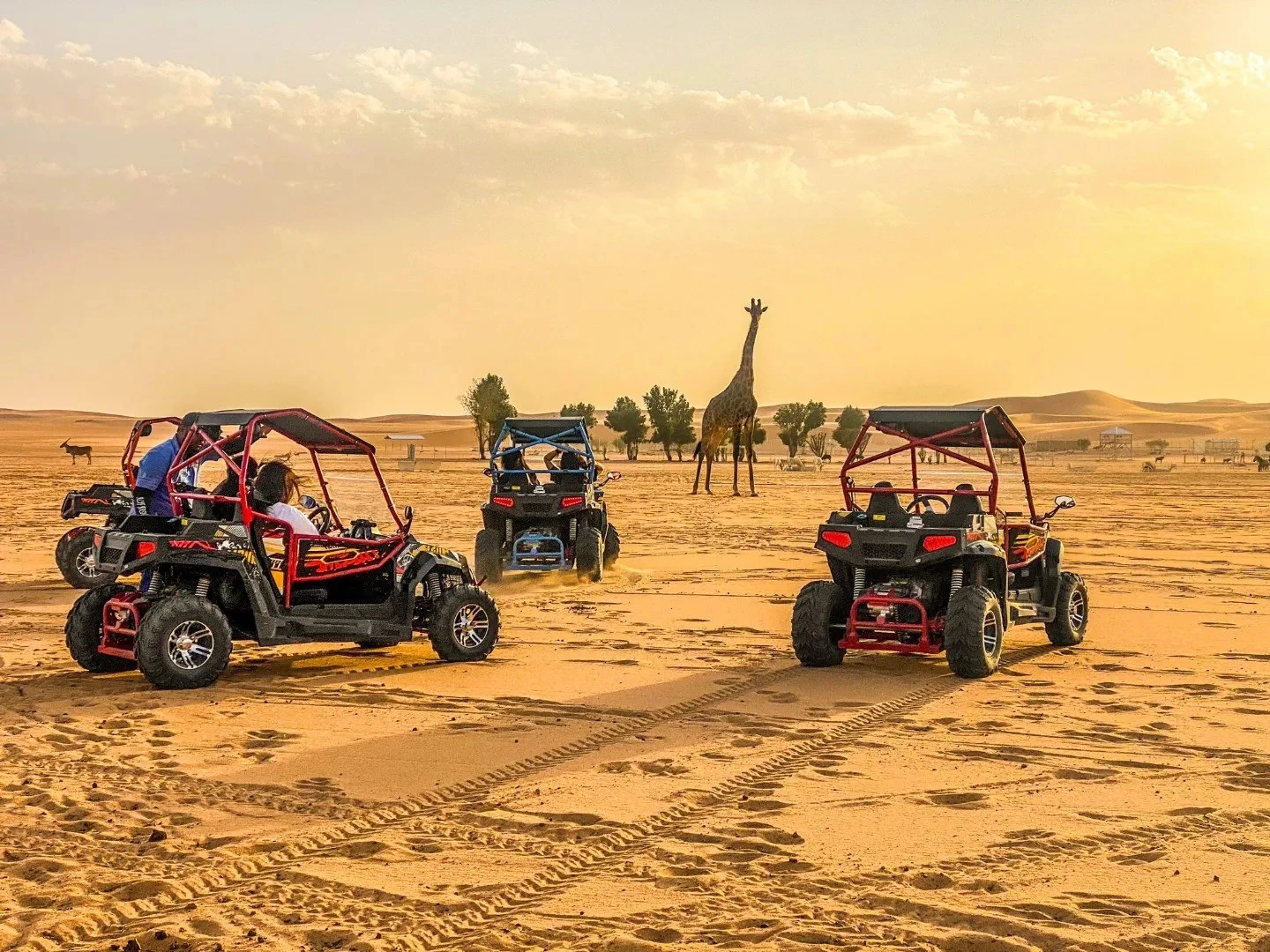 Visitors in dune buggies at Nofa Wildlife Safari Park