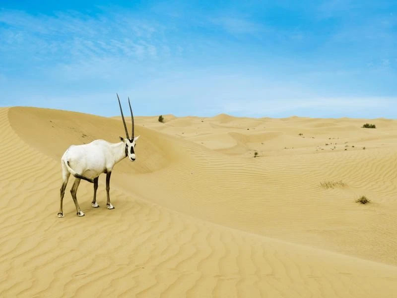 An Arabian oryx in Uruq Bani Ma’arid