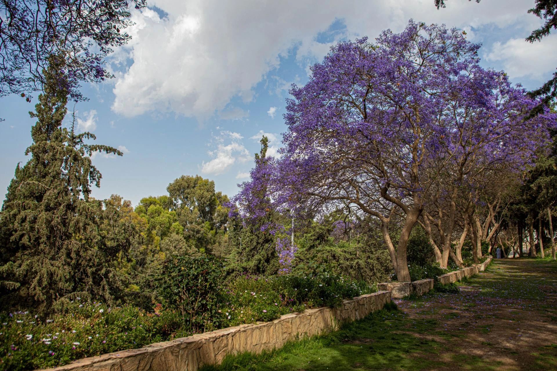 Jacaranda trees blooming in Abu Kheyel Park in Abha. Welcome Saudi
